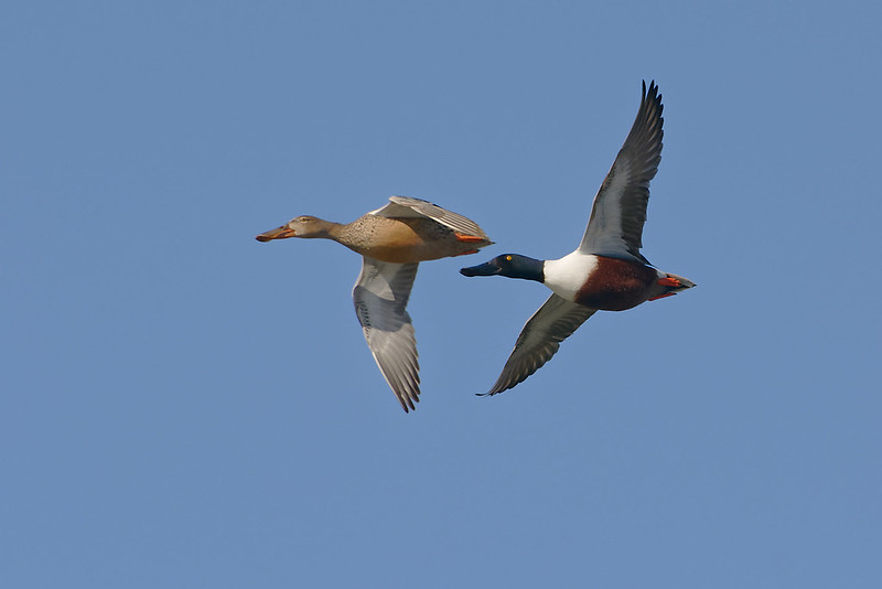 Canard souchet.jpg